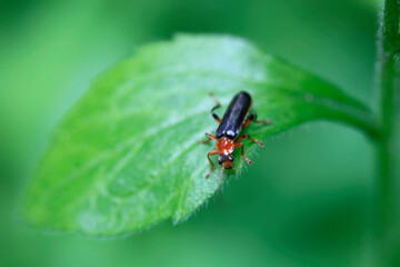 Cute bug sitting on green leaf