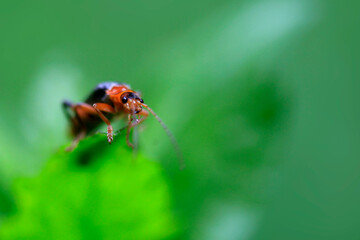 Naklejka premium Cute bug sitting on green leaf