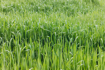 Fresh green grass background in sunny summer day in park