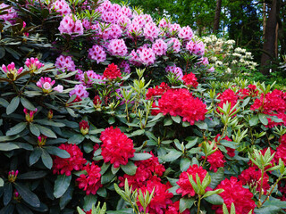 Naklejka premium blühende Rhododendron Büsche im Frühjahr 