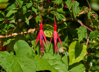 Two Fuchsia flowers on a bush