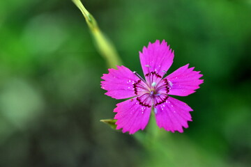 Obraz premium Nahaufnahme einer rosa Heidenelke