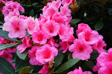 blühende Rhododendronblüte in Pink