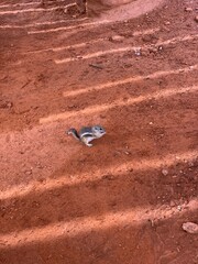 Tamias a chipmunk in the valley of fire on red ground