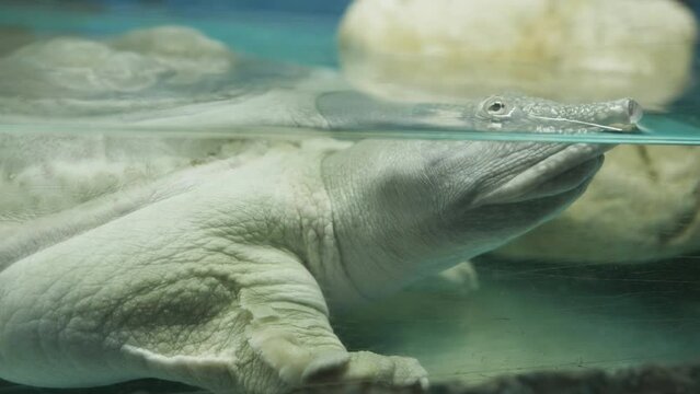 Chinese softshell turtle (Pelodiscus sinensis) breathing on water surface