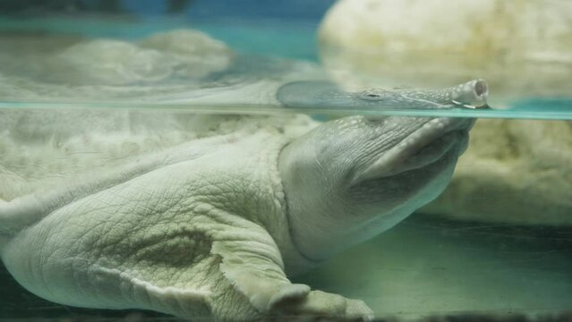 Detail of Chinese soft shell turtle (Pelodiscus sinensis) underwater