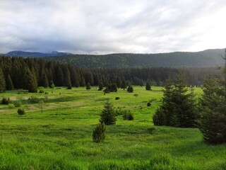 Landscape with clouds, meadows and pine trees on mountain Igman in sunset, Bosnia and Herzegovina