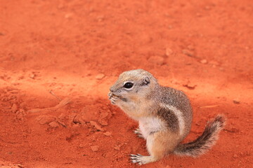 Tamias a chipmunk in the valley of fire on red ground
