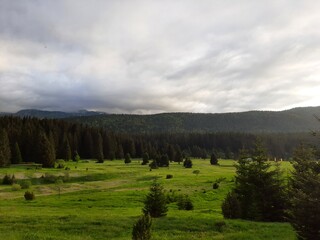 Landscape with clouds, meadows and pine trees on mountain Igman in sunset, Bosnia and Herzegovina