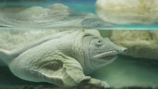 Chinese softshell turtle (Pelodiscus sinensis) portrait underwater