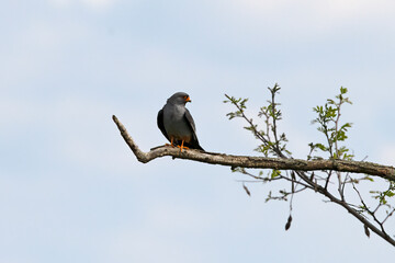 Red footed Falcon in nesting area Hortobagy Hungary.