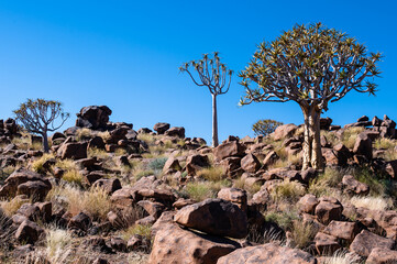 Quiver Tree Forest near Keetmanshoop, Namibia. Topography of arid regions in Africa.