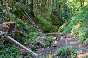 Hexenklamm nahe Pirmasens in Rheinland-Pfalz