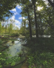 PIERWOTNY BAGIENNY LAS. REZERWAT PRZYRODY „OLSZYNY NIEZGODZKIE”. DOLINA BARYCZY, POLSKA.ROZLEWISKA WIOSENNE W LESIE. WCZESNA WIOSNA. - obrazy, fototapety, plakaty