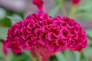Obraz premium Red cockscomb Celosia Argentea or Chinese Wool Flower with Blurry Background