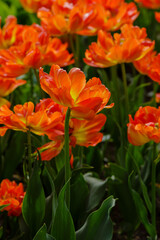Beautiful orange tulips Monte Flame blooming in the spring garden. Cultivation of bulbous plants in landscape design.