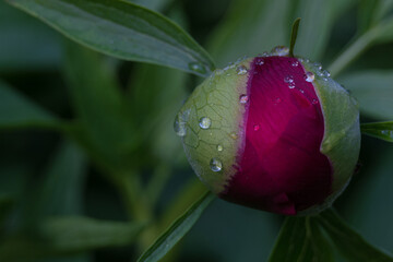 Nahaufnahme einer unaufgebl&uuml;hten, samtroten Pfingstrosenbbl&uuml;te.
