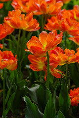 Beautiful orange tulips Monte Flame blooming in the spring garden. Cultivation of bulbous plants in landscape design.