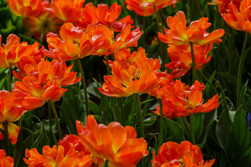 Beautiful orange tulips Monte Flame blooming in the spring garden. Cultivation of bulbous plants in landscape design.