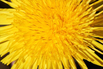 Dandelion flower close up, macro photo.