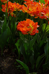 Beautiful orange tulips Monte Flame.jpg, Beautiful orange tulips Monte Flame blooming in the spring garden. Cultivation of bulbous plants in landscape design.