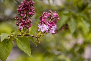 Violet vibrant lilac bush with blooming buds in spring garden.Branch of lilac flowers with green leaves, floral natural seasonal hipster background