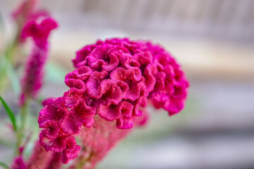 Red cockscomb Celosia Argentea or Chinese Wool Flower with Blurry Background
