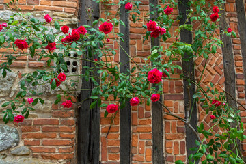 Blossom of fragrant colorful roses on narrow streets of small village Gerberoy, Normandy, France