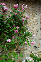 Blossom of fragrant colorful roses on narrow streets of small village Gerberoy, Normandy, France