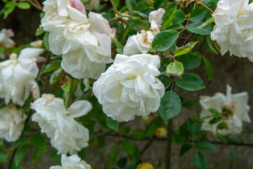 Fototapeta premium Blossom of fragrant colorful roses on narrow streets of small village Gerberoy, Normandy, France