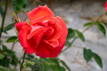 Blossom of fragrant colorful roses on narrow streets of small village Gerberoy, Normandy, France