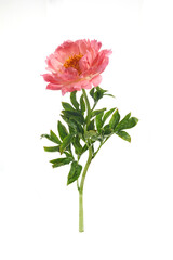 Beautiful pink peony flowers isolated on white background