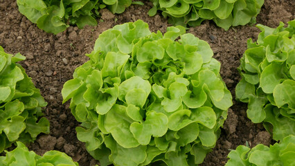 Lettuce bio green oakleaf harvest farm field Lactuca sativa harvesting food corrugated farmer...