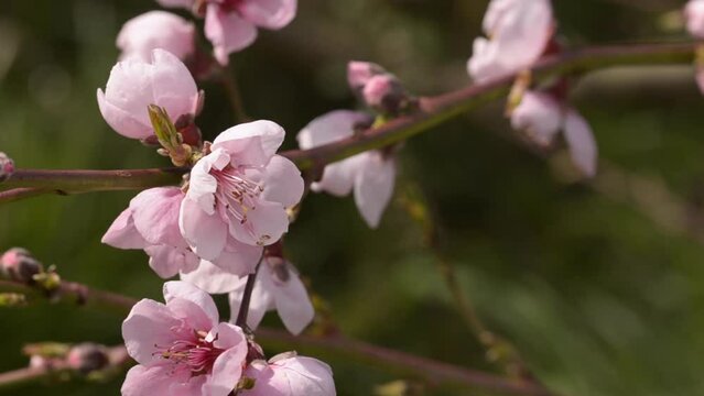 Flower of the nectarine tree. HD video.