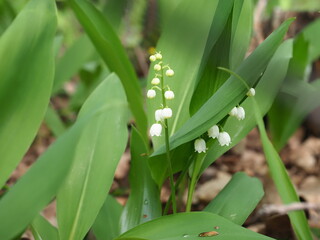 Fototapeta premium flowering lily of the valley plants in the forest