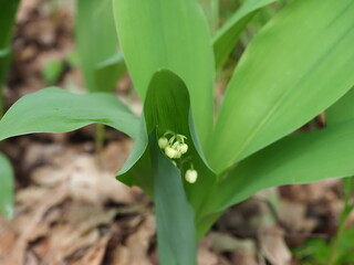 Obraz premium flowering lily of the valley plants in the forest