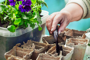 women's hands transplant flowers into peat pots. High quality photo