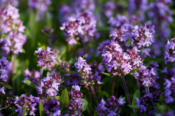 Purple flowers of thyme in natural habitat. selective focus