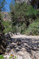 Wanderung auf Mallorca durch das Tramuntana Gebirge auf dem Fernwanderweg GR 221 Ruta de Pedra en Sec von Soller nach Lluc. Hier auf dem historischen Weg durch Barranc de Biniaraix.