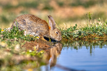 Iberian hare in Castilla La Mancha, Spain.