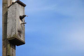 Starling looks out of an old wooden birdhouse. Starling holds warm. Blue sky on the background.