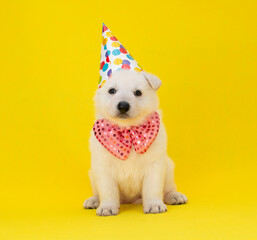 Fototapeta na wymiar happy puppy with party costume