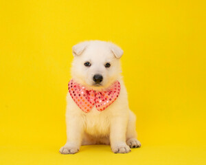 happy puppy with party costume