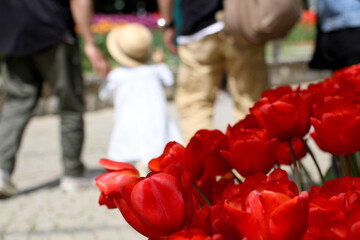 Istanbul tulip: Tulip (Tulipa), common name of bulbous, perennial plant species grown as ornamental plants, forming the genus Tulipa from the lily family (Liliaceae), colorful tulips	
