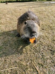 Close-up of a hairy nutria that eats food and stands on the grass.