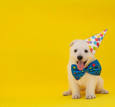 happy puppy with party costume
