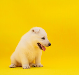 Obraz premium cute white puppy on isolated yellow background