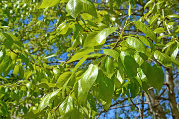 Black poplar, poplar (Populus nigra L.). young foliage - obrazy, fototapety, plakaty
