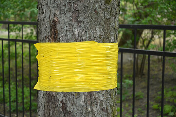 Sticky yellow patch to collect insects on tree trunk