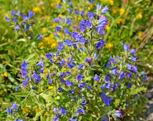 Obraz premium Common bruise (Echium vulgare L.). flowers